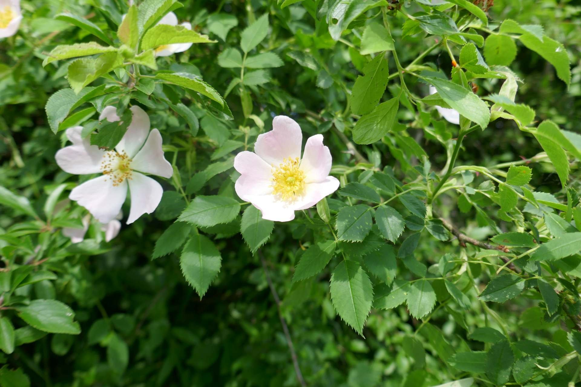 05 Albschäferweg - 2 Tages Wanderung im Juni
